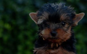 Puppy looking at camera