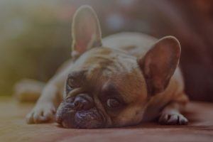 Cute puppy lying on floor