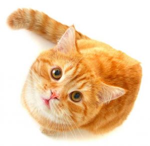 Cat looking up - isolated on white