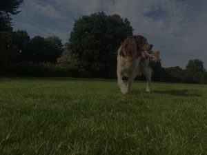 Dog playing outside on the grass