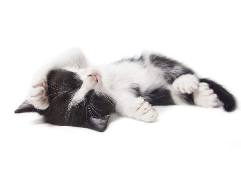kitten being lazy isolated on white background