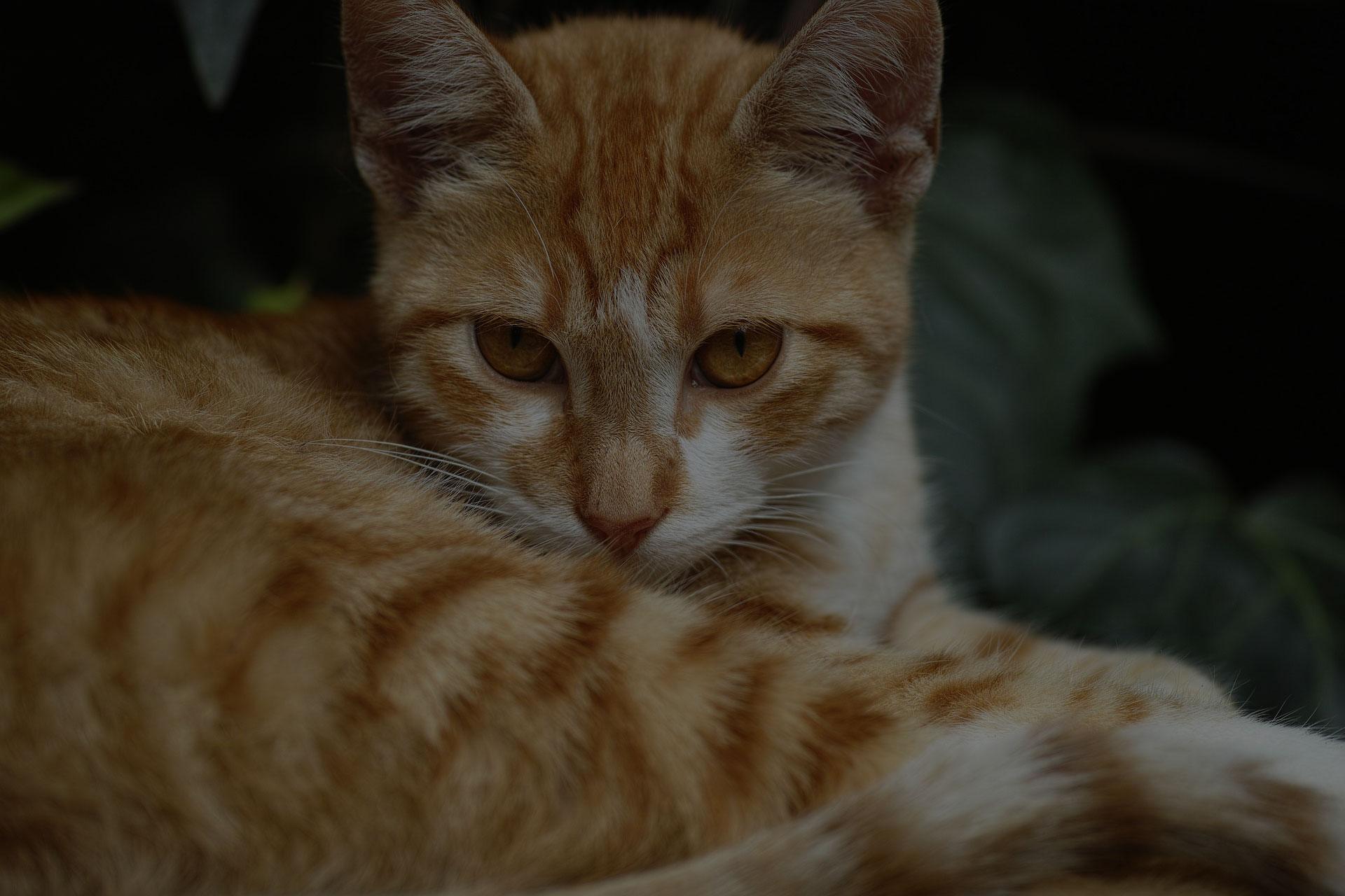 Golden Cat Looking at Camera