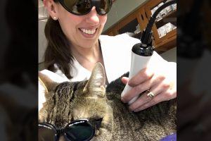 Vet Examining the cat