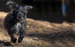 Dog running in the fields