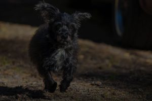 Dog running in the fields